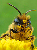Bienen in Kleingartenanlagen
